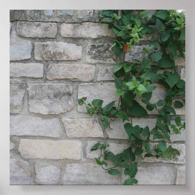 White Brick Vine Photo Backdrop Poster (Front)
