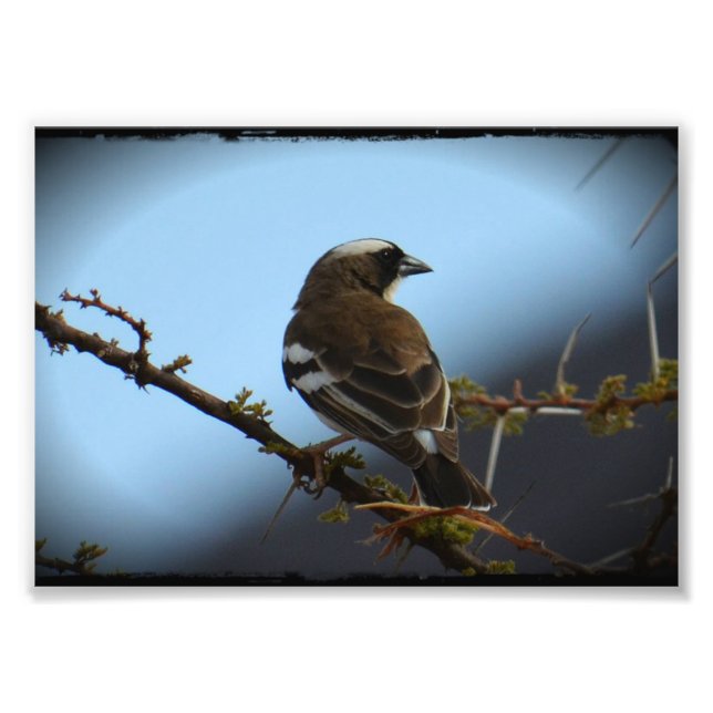 White Browed Sparrow Weaver Photo Print (Front)