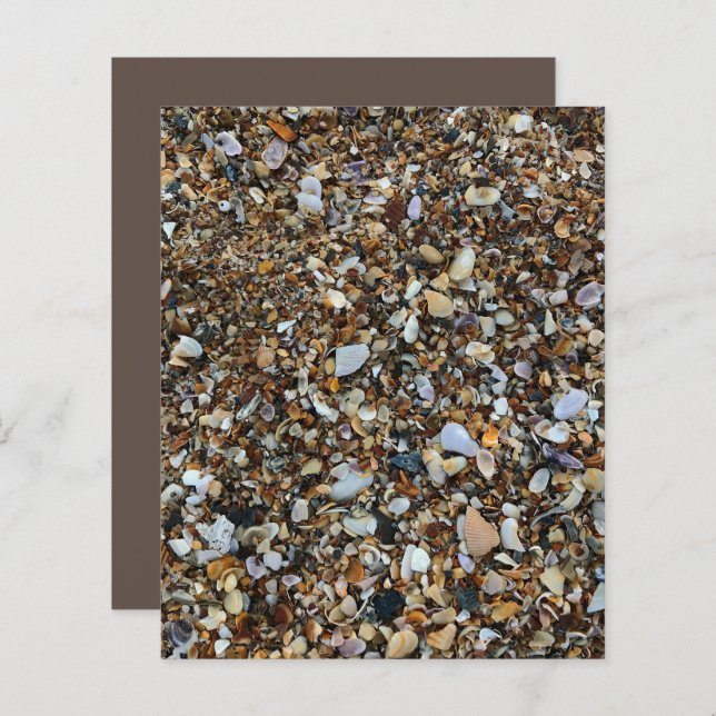 White Brown Coquina Sea Shell Beach ScrapbookPaper (Front/Back)