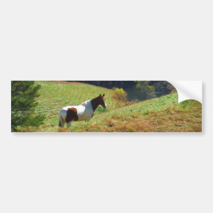 White & Brown horse, Autumn pond Bumper Sticker