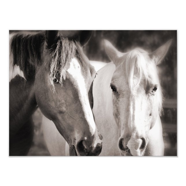 White Brown Horses Sepia Horse Photo Print (Front)