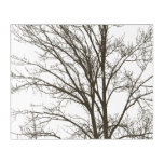 White Brown Tree Branches Acrylic Print