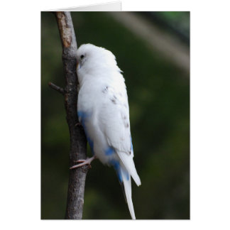 white budgie hugging tree cards