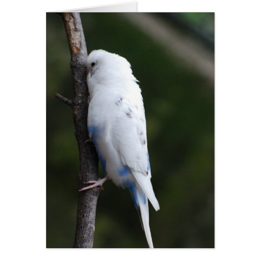white budgie hugging tree cards (Front)