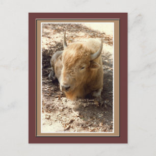 White Buffalo Postcard