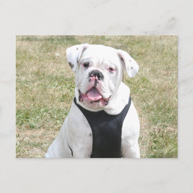 White buldog postcard (Front)