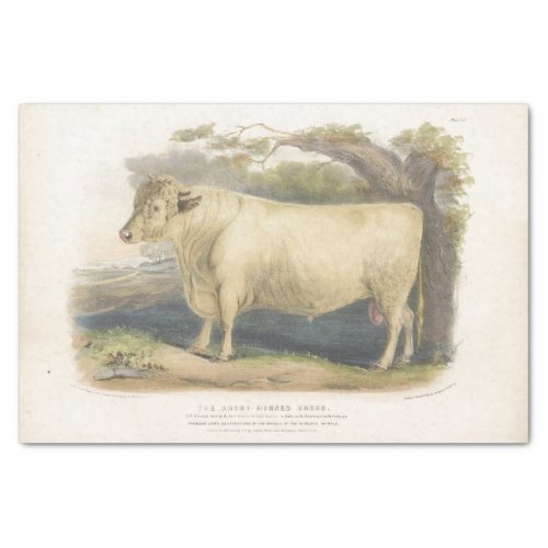  White Bull Cow Ephemera Decoupage Vintage Farm  T Tissue Paper
