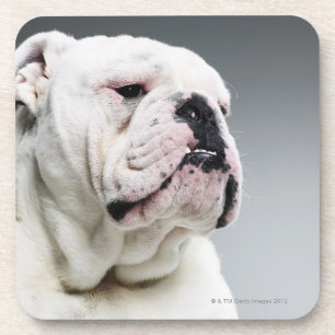 White Bull dog Drink Coaster