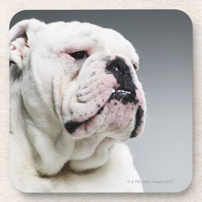 White Bull dog Drink Coaster (Front)