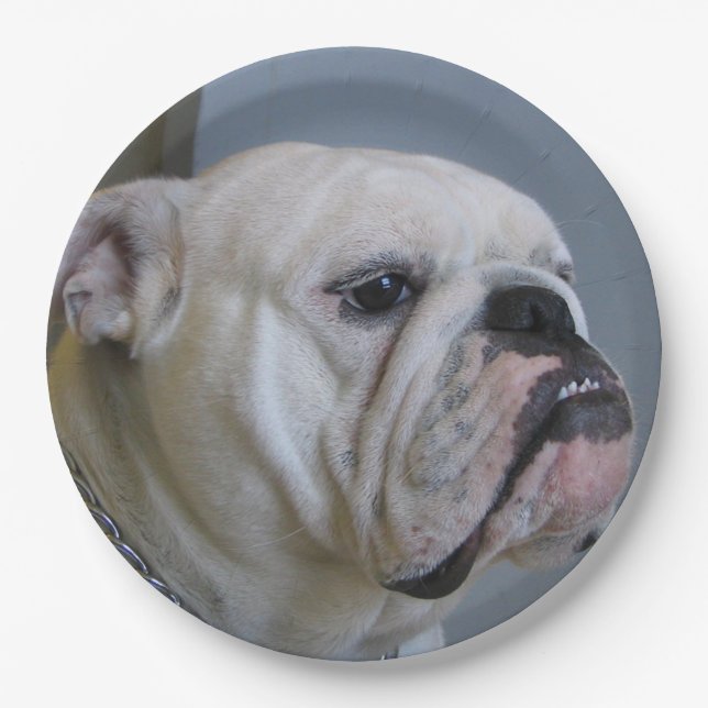 white Bulldog Paper Plates (Front)