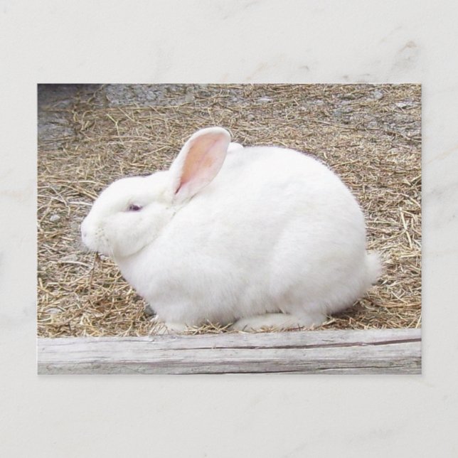 White Bunny Rabbit Postcard (Front)