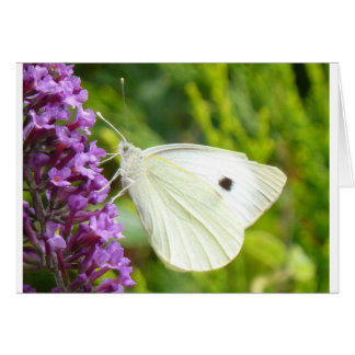 White Butterfly 1 Cards