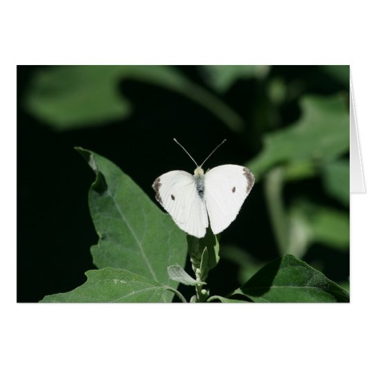 White butterfly cards (Front Horizontal)