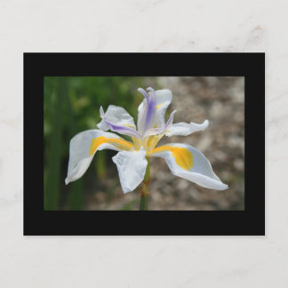 White Butterfly Iris Flower Postcard