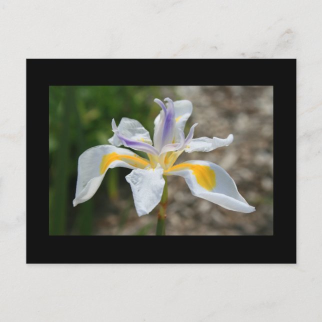 White Butterfly Iris Flower Postcard (Front)