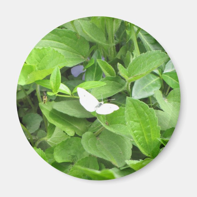 White Butterfly Magnet (Front)