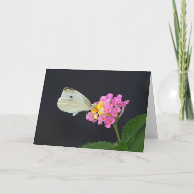 White Butterfly on Lantana - card (Front)