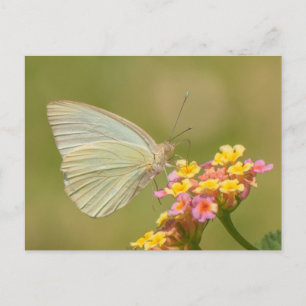 White Butterfly on Pink Flowers Postcard