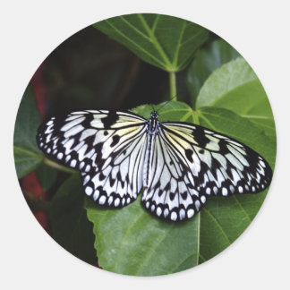 White Butterfly Stickers
