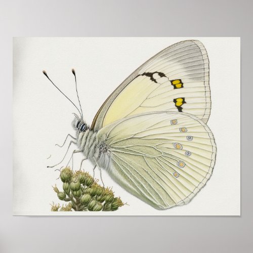 White Cabbage Butterfly Art Print Poster