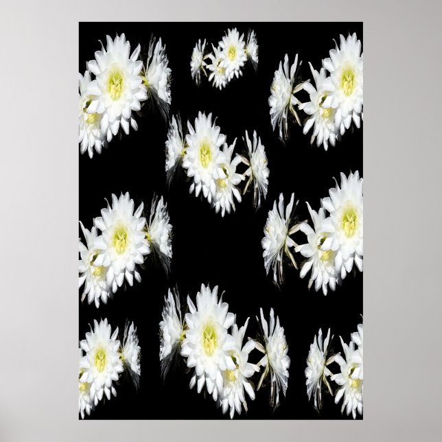 White Cactus Flowers On Black, Poster (Front)