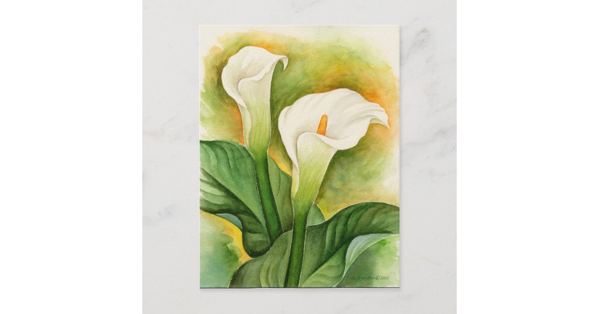 White Cala Lily Floral Watercolor Postcard | Zazzle.com