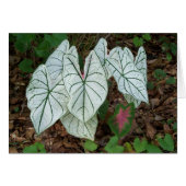 White Caladium (Front Horizontal)