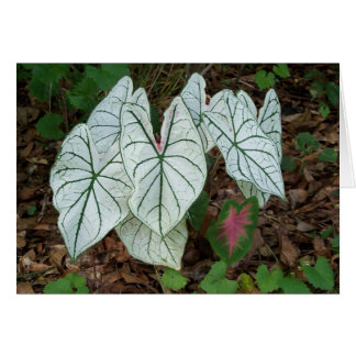 White Caladium Cards
