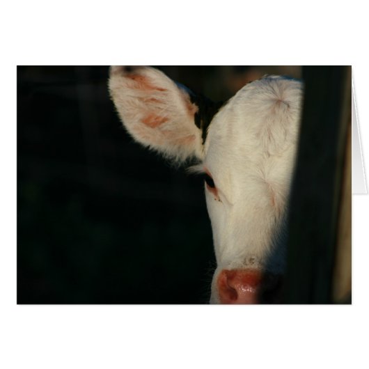 White Calf Face Cards (Front Horizontal)
