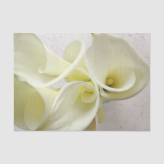 White calla lilies from above tissue paper