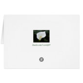 White Calla Lily Cards (Back Horizontal)