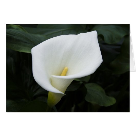 White Calla Lily Cards (Front Horizontal)