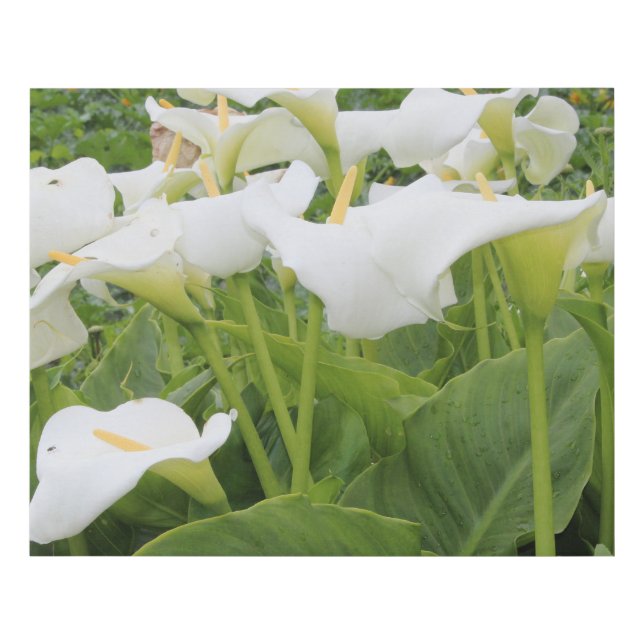 White Calla Lily   Faux Canvas Print (Front)