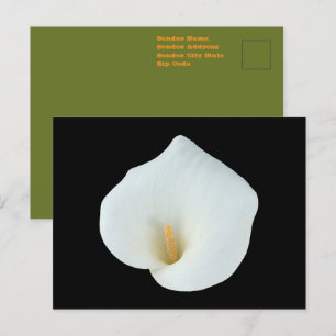 White Calla Lily Flower Backyard Garden Photo Postcard