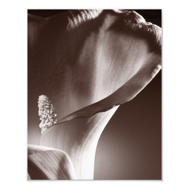 White Calla Lily Flower Black Background Photo Print (Front)