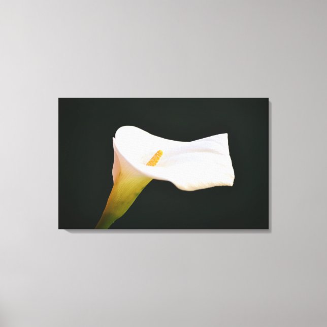 White Calla Lily Flower Dramatic Photographic Art Canvas Print (Front)