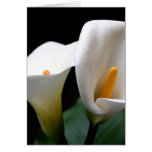 White Calla Lily Flower Greetign Card