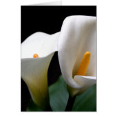 White Calla Lily Flower Greetign Card (Front)