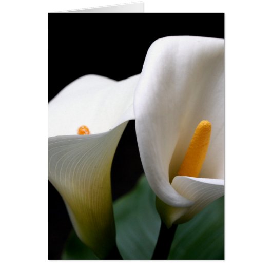 White Calla Lily Flower Greetign Card (Front)