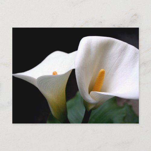 White Calla Lily Flower Postcard