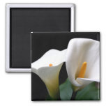 White Calla Lily Flower Square Magnet at Zazzle