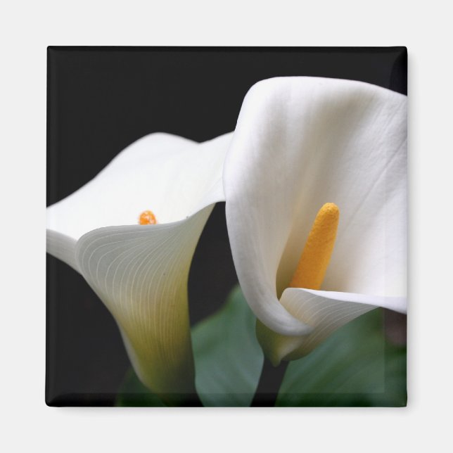 White Calla Lily Flower Square Magnet  (Front)