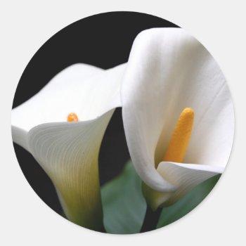 White Calla Lily Flower Sticker by PerennialGardens at Zazzle