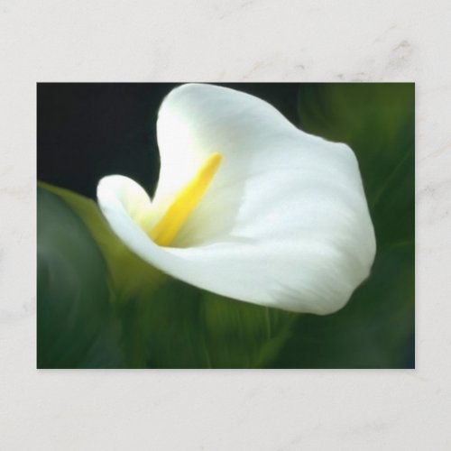 White Calla Lily Postcard