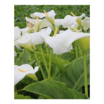 White Calla Lily  