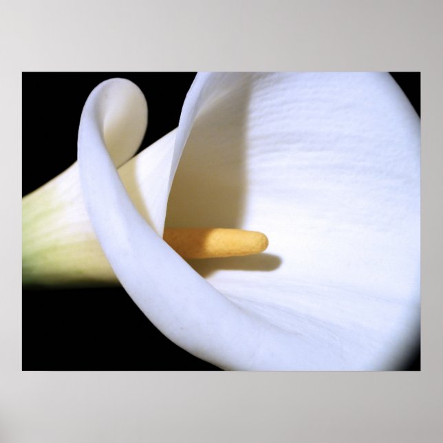 White Calla Lily Poster (Front)