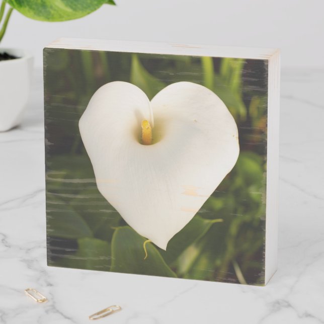 White Calla Lily Wooden Box Wall Art (In Situ Horizontal)