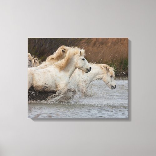 White Camargue Horses Running in Water Canvas Print