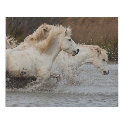 White Camargue Horses Running in Water Faux Canvas Print