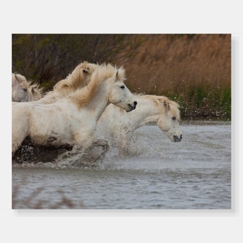 White Camargue Horses Running in Water Foam Board